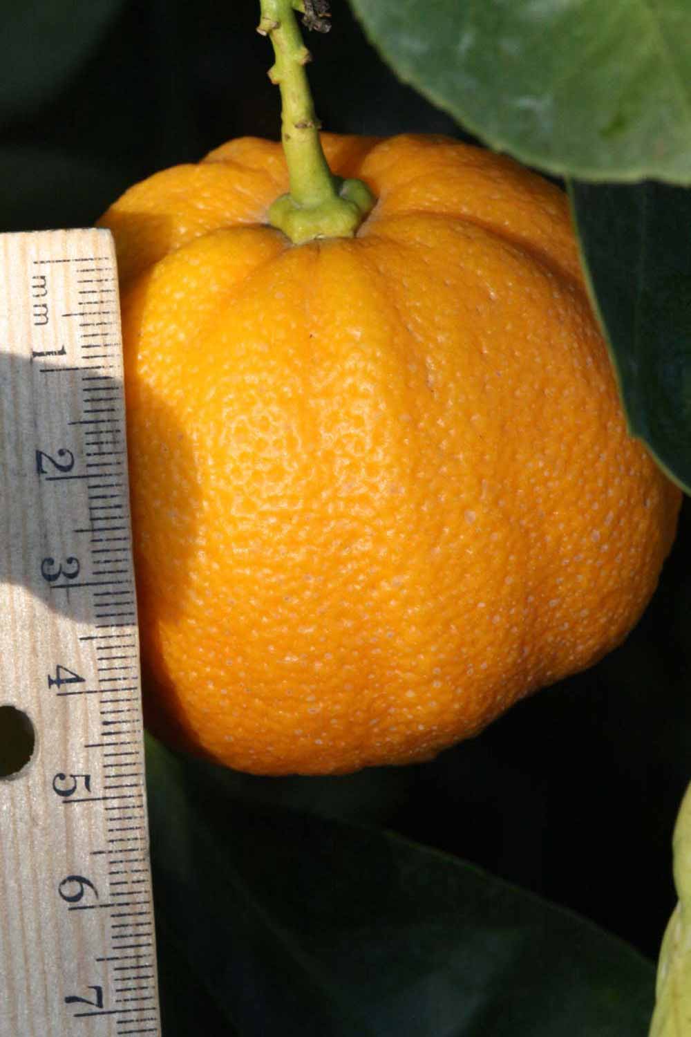              Fruit (Lindcove, CA)       
